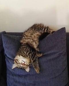 Reviews from New Zealand Siberian cat owners | Seacliffe ...